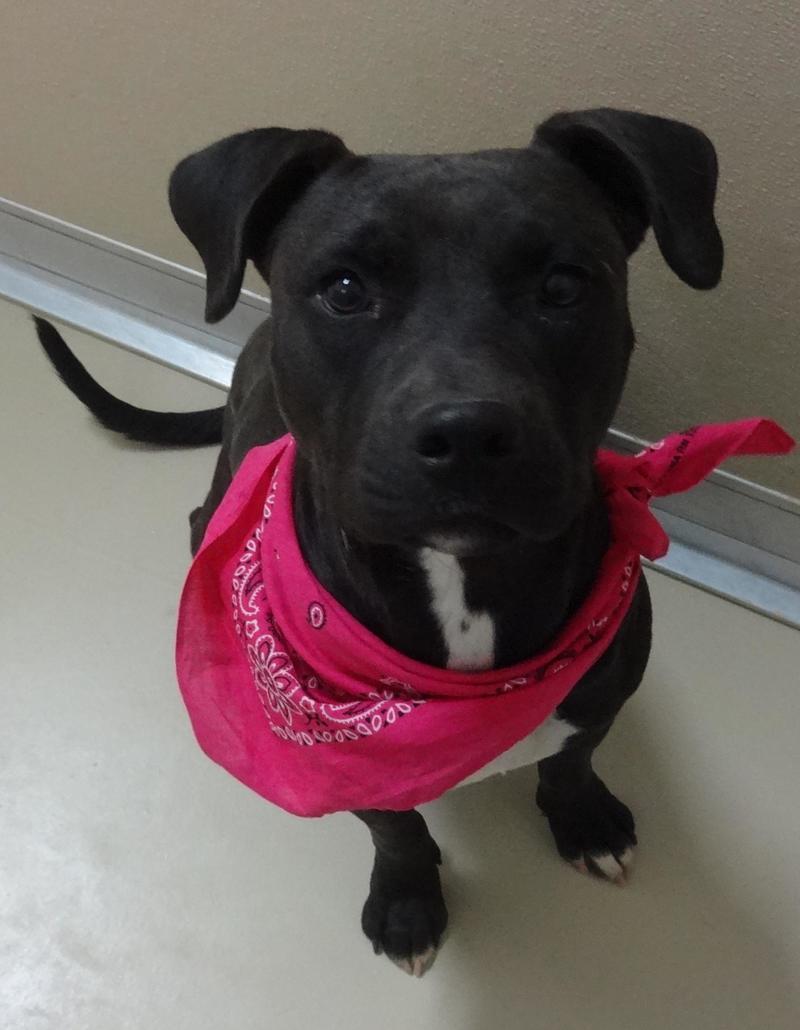 Black Dog Wearing a Pink Bandanna Around Neck